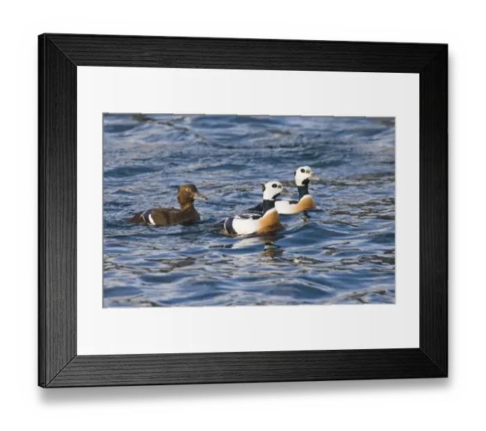 Framed Print : Stellers Eiders Polysticta stelleri Varanger Fjord Arctic Norway March Framed Print : Stellers Eiders Polysticta stelleri Varanger Fjord Arctic Norway March