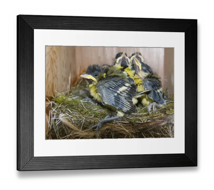 Framed Print : Great Tit Parus major chicks in nest box close to fledging Norfolk April Framed Print : Great Tit Parus major chicks in nest box close to fledging Norfolk April