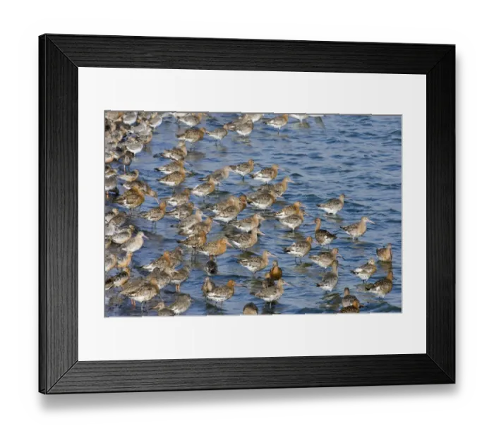 Framed Print : Black-tailed Godwits Limosa limosa in high tide roost at Snettisham RSPB Reserve Framed Print : Black-tailed Godwits Limosa limosa in high tide roost at Snettisham RSPB Reserve