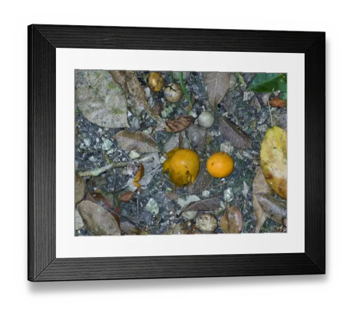 Framed Print : Fallen fruits from the Ramon tree Brosimium alicatrum Tikal Guatemala Framed Print : Fallen fruits from the Ramon tree Brosimium alicatrum Tikal Guatemala