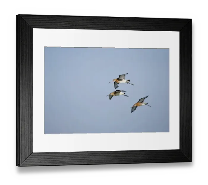 Framed Print : Black-tailed Godwits Limosa limosa at Snettisham RSPB Reserve The Wash Norfolk August