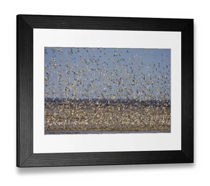 Framed Print : Knot Calidris canutus swirling in a large flock over the Wash off Snettisham RSPB Framed Print : Knot Calidris canutus swirling in a large flock over the Wash off Snettisham RSPB