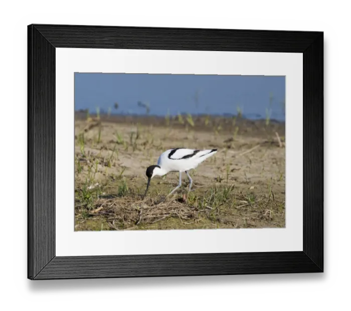 Framed Print : Avocet Recurvirostra avocetta turning eggs at nest on Scrape Minsmere RSPB Reserve Framed Print : Avocet Recurvirostra avocetta turning eggs at nest on Scrape Minsmere RSPB Reserve