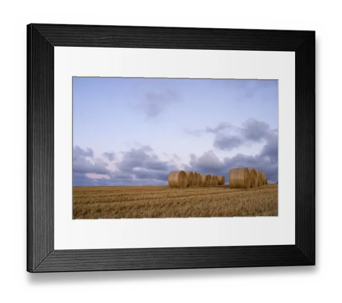 Framed Print : Hay bales on cut field Kelling Norfolk August Framed Print : Hay bales on cut field Kelling Norfolk August