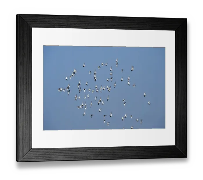 Framed Print : Dunlin Calidris alpina flock over scrape at Minsmere RSPB Reserve Suffolk April