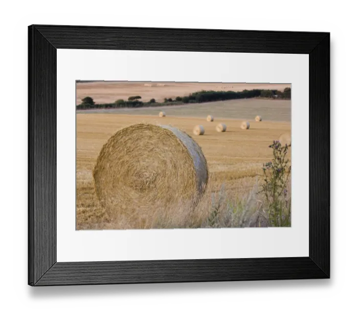 Framed Print : Hay bales on cut field Kelling Norfolk August Framed Print : Hay bales on cut field Kelling Norfolk August