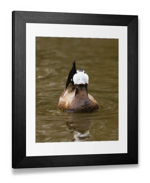 Framed Print : White-headed Duck male displaying captive Framed Print : White-headed Duck male displaying captive