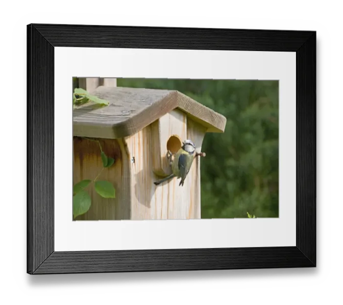 Framed Print : Blue Tit at nestbox in garden UK Framed Print : Blue Tit at nestbox in garden UK