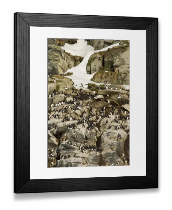 Framed Print : Guillemots uria aalge on cliff ledges in early spring on island of Hornoya at Varanger Framed Print : Guillemots uria aalge on cliff ledges in early spring on island of Hornoya at Varanger