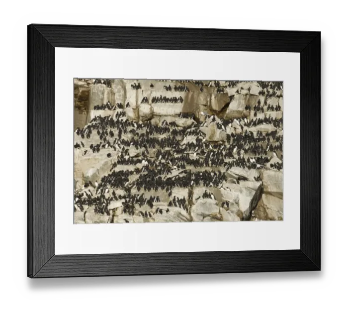 Framed Print : Guillemots uria aalge on cliff ledges in early spring on island of Hornoya at Varanger
