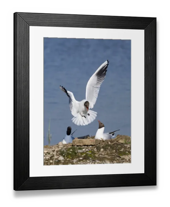 Framed Print : Black-headed Gulls at nest Minsmere Suffolk Framed Print : Black-headed Gulls at nest Minsmere Suffolk