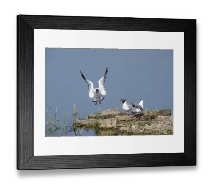 Framed Print : Black-headed Gull Larus ridibundus colony on Scrape at Minsmere RSPB Reserve Suffolk Framed Print : Black-headed Gull Larus ridibundus colony on Scrape at Minsmere RSPB Reserve Suffolk