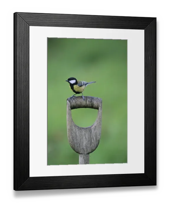 Framed Print : Great Tit Parus major on fork handle Kent UK winter Framed Print : Great Tit Parus major on fork handle Kent UK winter