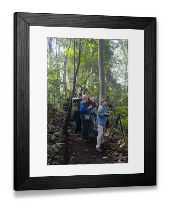 Framed Print : Birding a rainforest trail at Los Andes Guatemala (birders include Mark Cocker, Bryan Bland Framed Print : Birding a rainforest trail at Los Andes Guatemala (birders include Mark Cocker, Bryan Bland