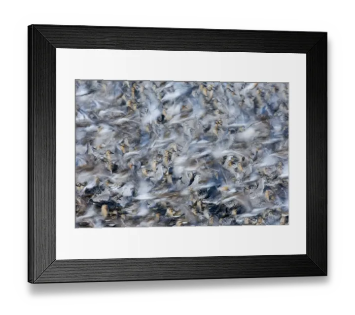 Framed Print : Knot Calidris canutus flock exploding from roost at Snettisham on the Wash Norfolk August