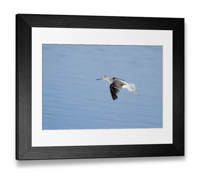 Framed Print : Greenshank Tringa nebularia Snettisham Norfolk August Framed Print : Greenshank Tringa nebularia Snettisham Norfolk August