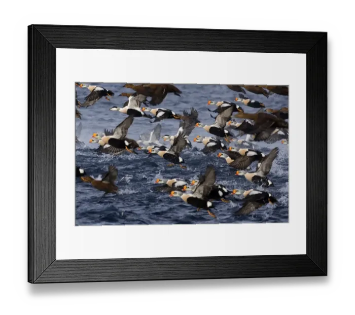 Framed Print : King Eiders Somateria spectabilis & Common Eiders Somateria mollissima in Varanger Framed Print : King Eiders Somateria spectabilis & Common Eiders Somateria mollissima in Varanger