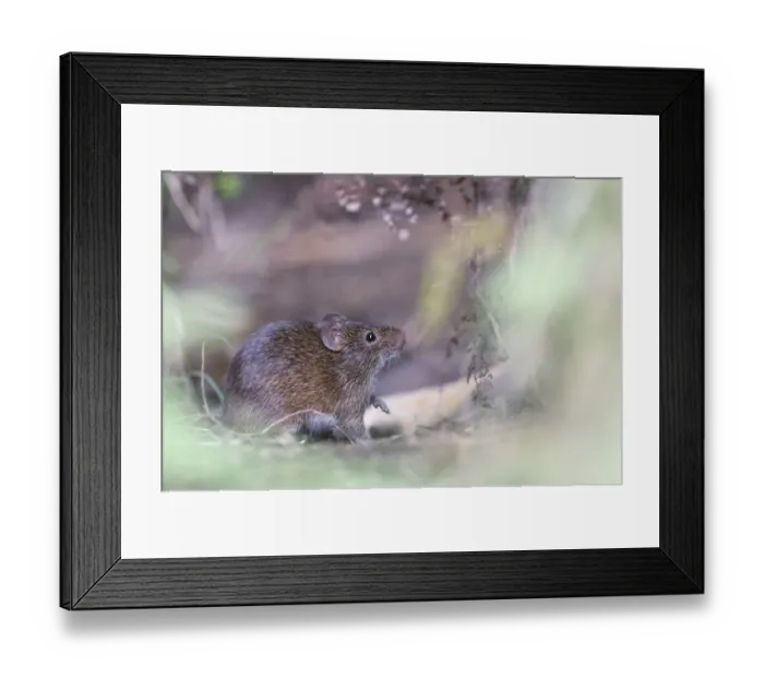 Framed Print : Hispid Cotton Rat Sigmodon hispidus Guatemala Framed Print : Hispid Cotton Rat Sigmodon hispidus Guatemala