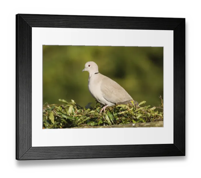 Framed Print : Collared Dove Streptopelia decaocto on garden hedge UK winter Framed Print : Collared Dove Streptopelia decaocto on garden hedge UK winter