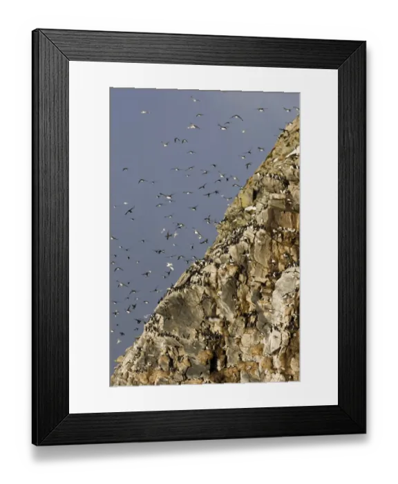 Framed Print : Guilemots Uria aalge returning to their nest ledges in early spring Hornoya Island Framed Print : Guilemots Uria aalge returning to their nest ledges in early spring Hornoya Island