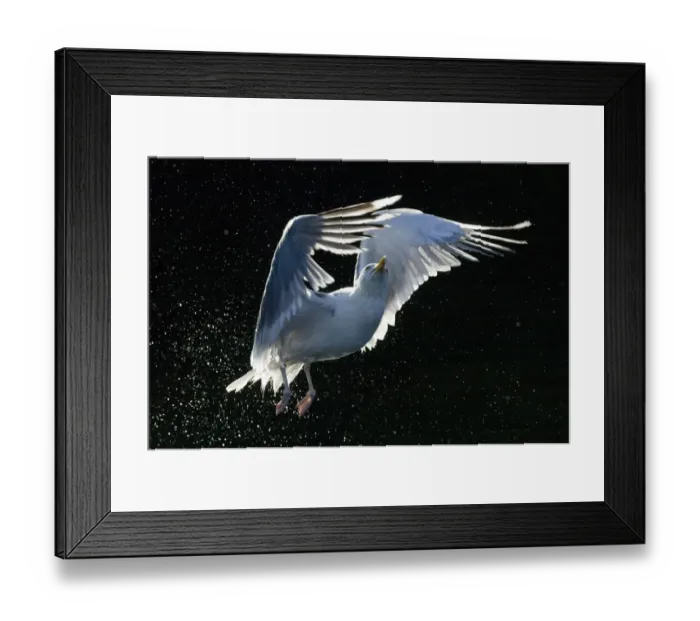 Framed Print : Herring Gull Larus argentatus lifting off from water Norway summer Framed Print : Herring Gull Larus argentatus lifting off from water Norway summer
