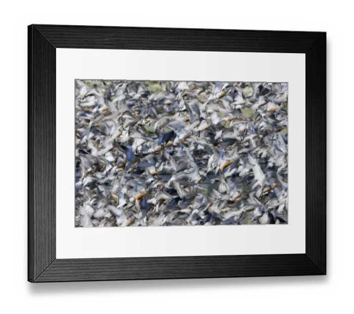 Framed Print : Knot Calidris canutus flock exploding from roost at Snettisham on the Wash Norfolk August Framed Print : Knot Calidris canutus flock exploding from roost at Snettisham on the Wash Norfolk August