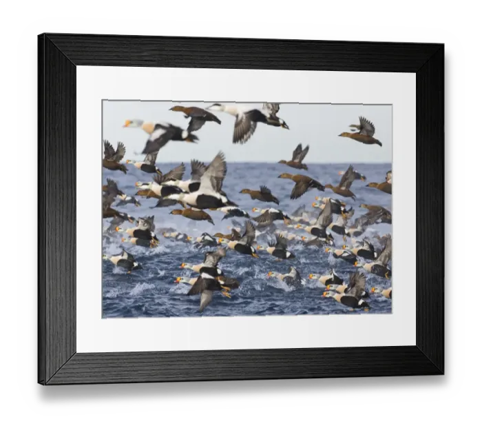 Framed Print : Flock of King Eiders Somateria spectabilis & a few Common Eiders taking off Varanger Framed Print : Flock of King Eiders Somateria spectabilis & a few Common Eiders taking off Varanger