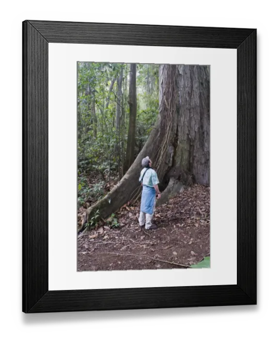 Framed Print : Dwarfed by a huge emergent tree in rainforest at Los Andes on the Pacific slope Guatemala Framed Print : Dwarfed by a huge emergent tree in rainforest at Los Andes on the Pacific slope Guatemala