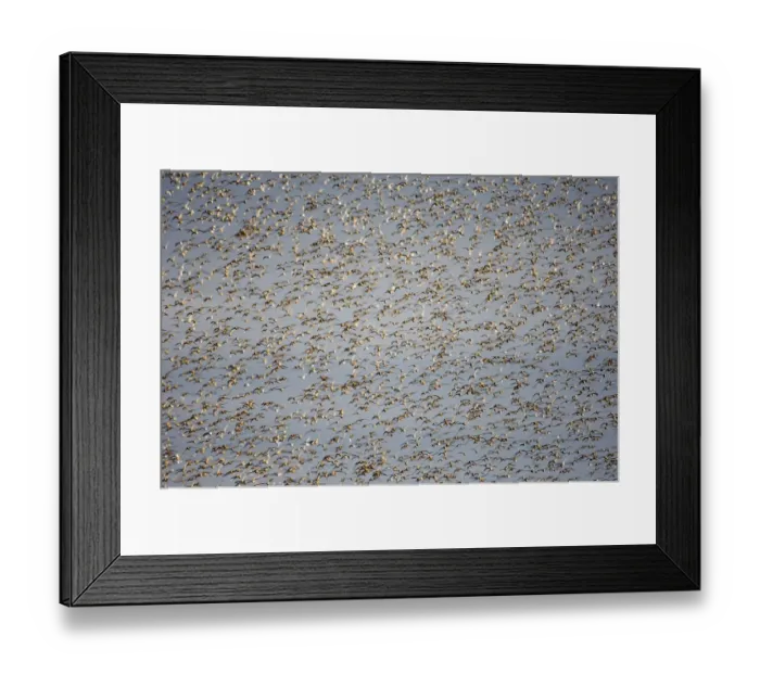 Framed Print : Knot Calidris canutus swirling in a large flock over the Wash off Snettisham RSPB Framed Print : Knot Calidris canutus swirling in a large flock over the Wash off Snettisham RSPB
