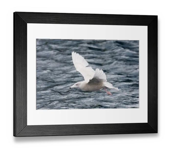 Framed Print : Glaucous Gull Larus hyperboreus 1st winter Varanger Fjord Norway March Framed Print : Glaucous Gull Larus hyperboreus 1st winter Varanger Fjord Norway March