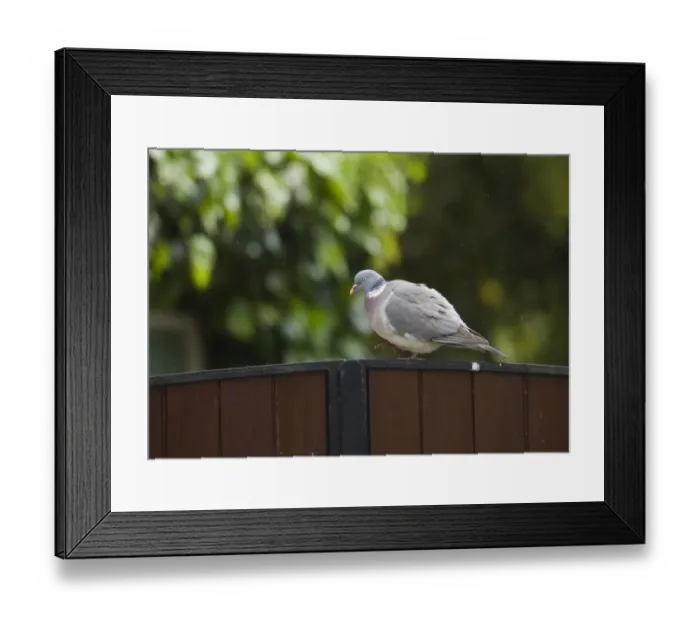 Framed Print : Wood Pigeon in urban setting Norfolk spring Framed Print : Wood Pigeon in urban setting Norfolk spring