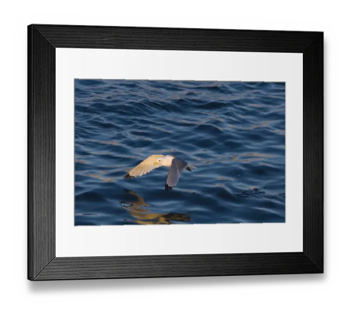 Framed Print : Kittiwake Risa tridactyla Shetland Scotland spring Framed Print : Kittiwake Risa tridactyla Shetland Scotland spring