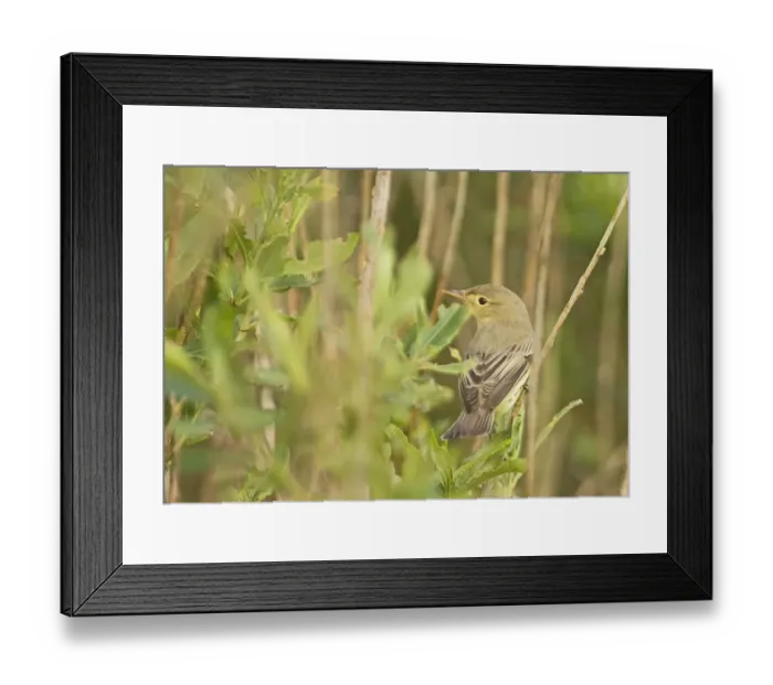 Framed Print : Icterine Warbler Shetland Framed Print : Icterine Warbler Shetland