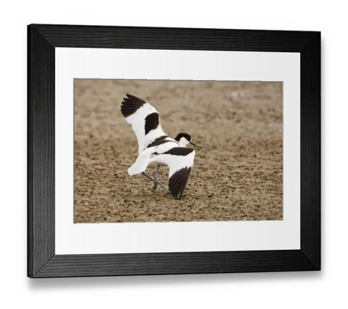 Framed Print : Avocet Recurvirostra avocetta in distraction display, attempting to lead intruder Framed Print : Avocet Recurvirostra avocetta in distraction display, attempting to lead intruder