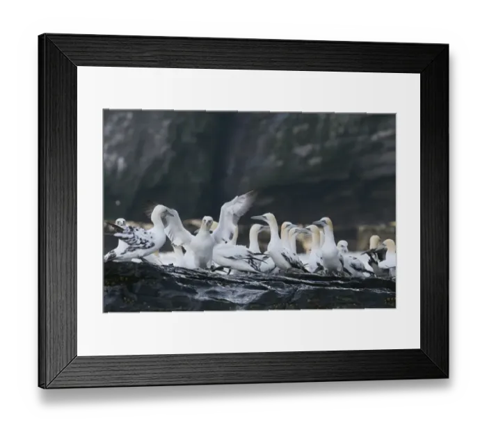 Framed Print : Gannets Sula Bassana non breeding and off duty birds gathered at base of cliff on