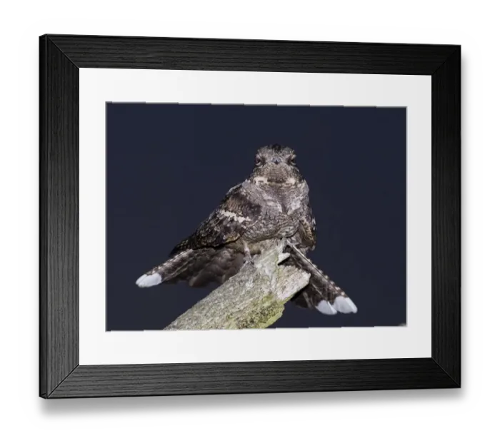 Framed Print : Nightjar Caprimulgus europaeus male churring on song post North Norfolk June Framed Print : Nightjar Caprimulgus europaeus male churring on song post North Norfolk June