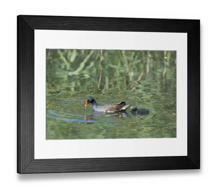 Framed Print : Moorhen Gallinula chloropus with chick Minsmere Suffolk June Framed Print : Moorhen Gallinula chloropus with chick Minsmere Suffolk June