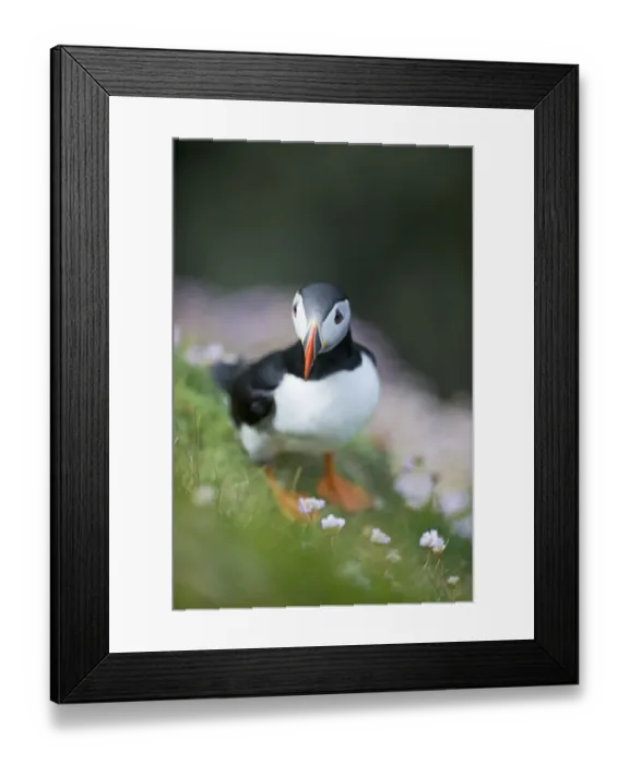 Framed Print : Puffin Fratercula arctica Sumburgh Head Shetland June Framed Print : Puffin Fratercula arctica Sumburgh Head Shetland June
