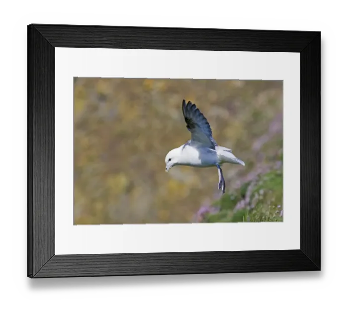 Framed Print : Fulmar Fulmarus glacialis hanging above cliff in wind Sumburgh Head Shetland June Framed Print : Fulmar Fulmarus glacialis hanging above cliff in wind Sumburgh Head Shetland June