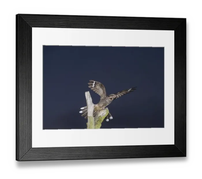 Framed Print : Nightjar Caprimulgus europaeus male on song post North Norfolk June Framed Print : Nightjar Caprimulgus europaeus male on song post North Norfolk June