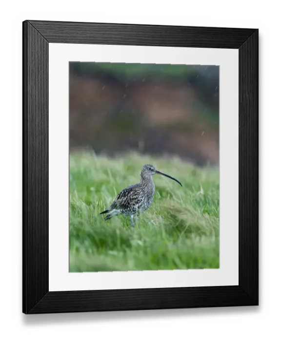 Framed Print : Curlew Numenius arquata in heavy rain Shetland June Framed Print : Curlew Numenius arquata in heavy rain Shetland June