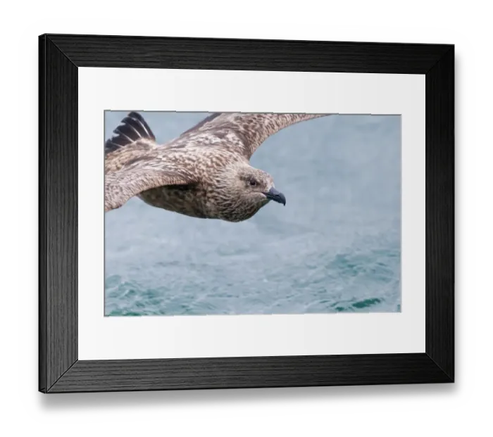 Framed Print : Great Skua Stercorarius skua Noss Shetland June Framed Print : Great Skua Stercorarius skua Noss Shetland June