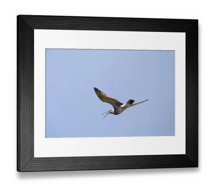 Framed Print : Whimbrel Numenius phaeopus calling Shetland June Framed Print : Whimbrel Numenius phaeopus calling Shetland June