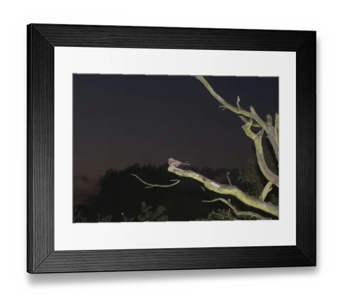 Framed Print : Nightjar Caprimulgus europaeus male churring on song post North Norfolk June Framed Print : Nightjar Caprimulgus europaeus male churring on song post North Norfolk June