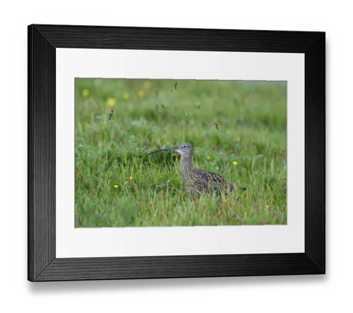 Framed Print : Curlew Numenius arquata Shetland June Framed Print : Curlew Numenius arquata Shetland June