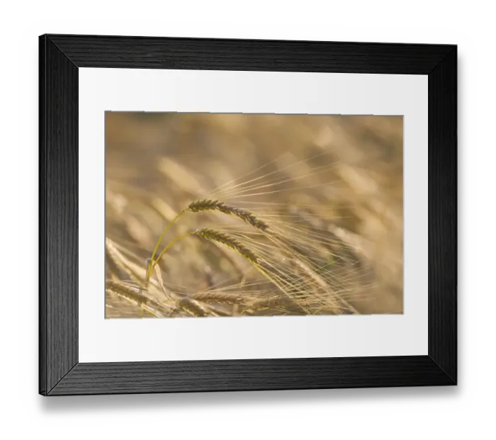 Framed Print : Barley ready for harvesting Norfolk July Framed Print : Barley ready for harvesting Norfolk July