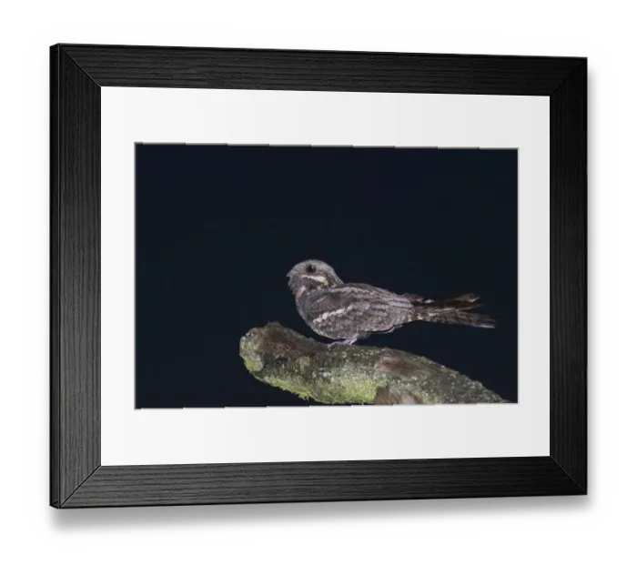 Framed Print : Nightjar Caprimulgus europaeus male churring on song post North Norfolk June Framed Print : Nightjar Caprimulgus europaeus male churring on song post North Norfolk June