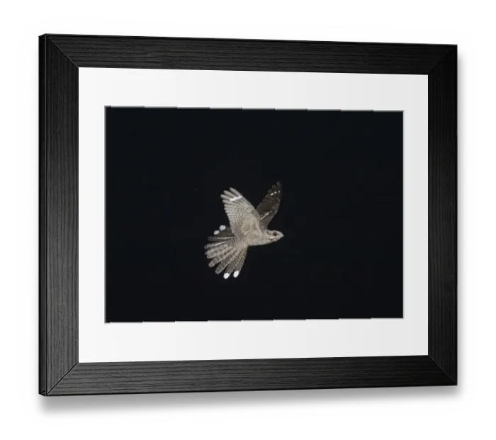 Framed Print : Marsh Harriers Circus aeruginosusfemales in aerial tussle Cley Norfolk Spring Framed Print : Marsh Harriers Circus aeruginosusfemales in aerial tussle Cley Norfolk Spring