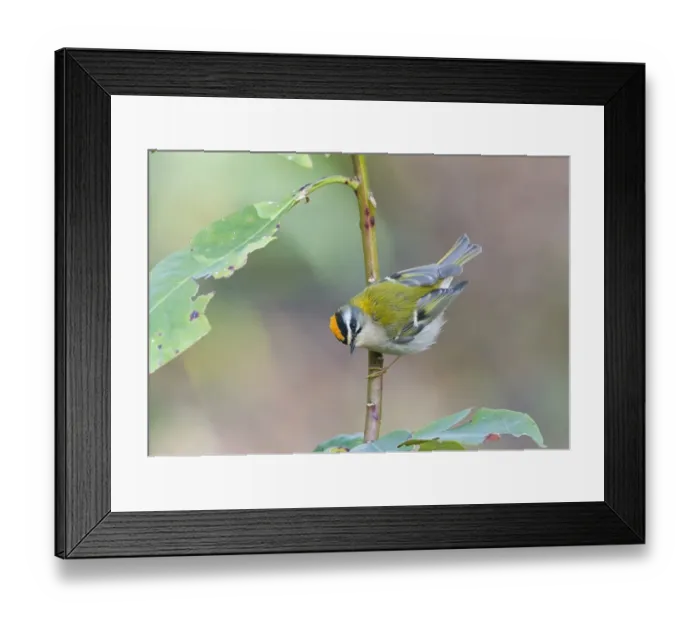 Framed Print : Firecrest Norfolk April Framed Print : Firecrest Norfolk April