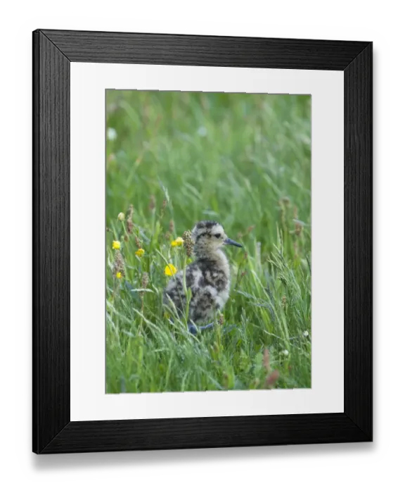 Framed Print : Curlew Numenius arquata chick Shetland June Framed Print : Curlew Numenius arquata chick Shetland June